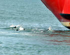 Дельфины встречают и провожают паромы. Они любят проплывать  под днищами кораблей.
