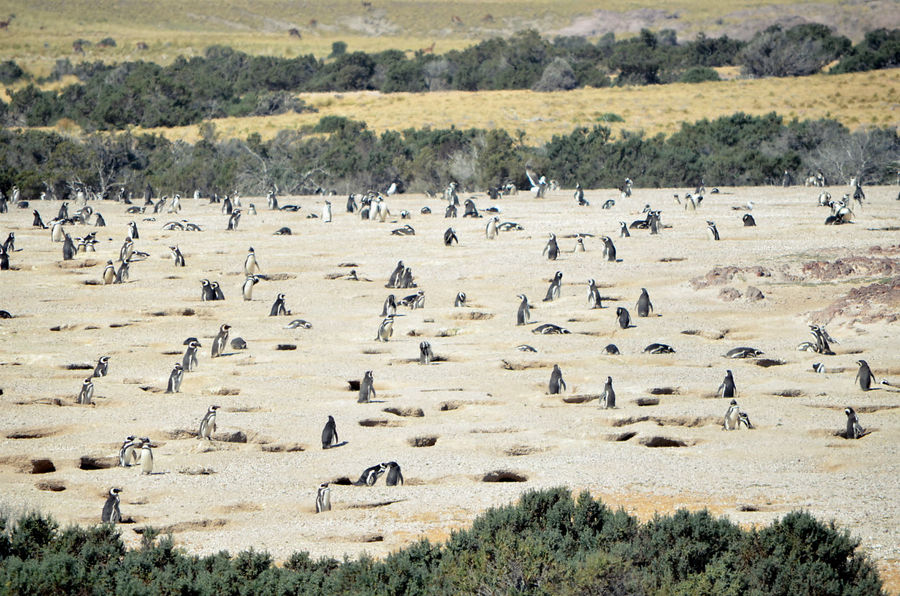 Вот такая себе обычная бескрайняя патагонская степь, вся изрытая пингвиньими норками! Ну как кроты, ей-богу!!! Пуэрто-Мадрин, Аргентина