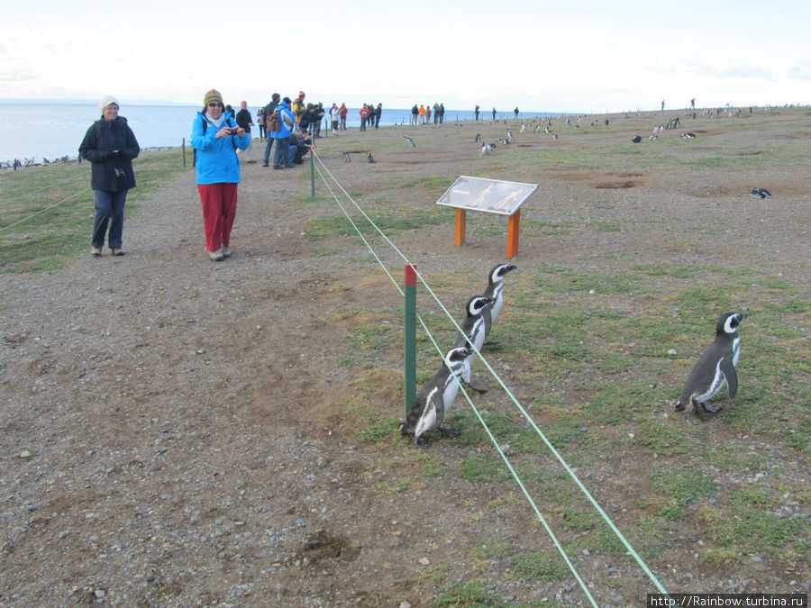 Вот так выглядят дорожки для туристов с ограждениями, что бы не беспокоить пингвинов возле их норок. Остров Магдалена, Чили
