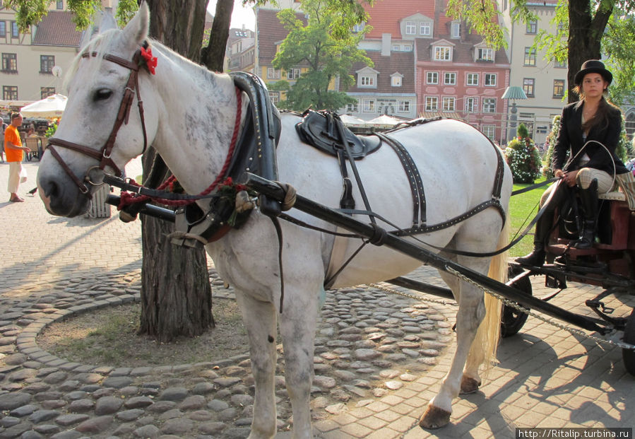 Можно покататься на лошадке Рига, Латвия