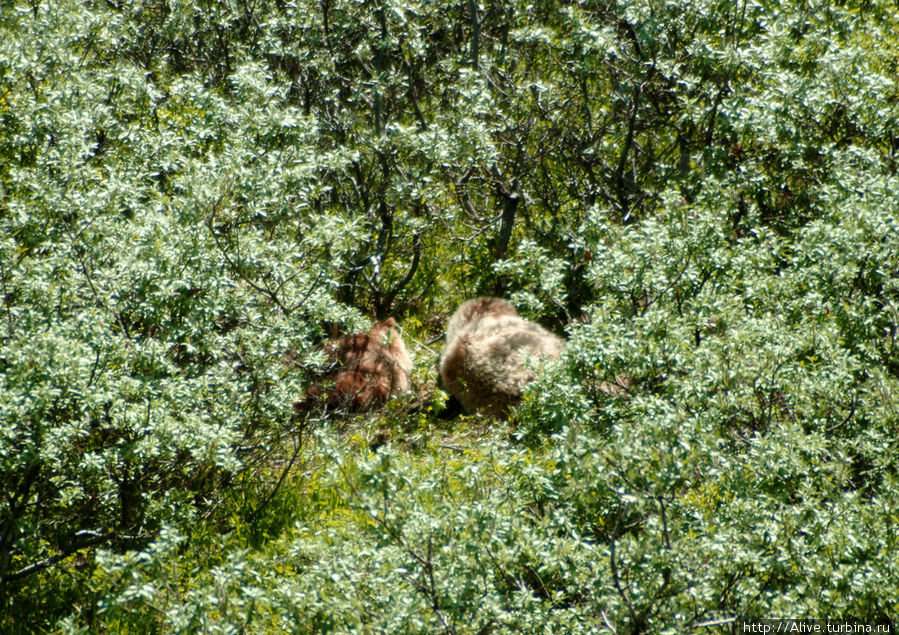 Субарктическое сафари Национальный парк Денали, CША