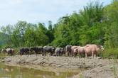 Розовые буйволы