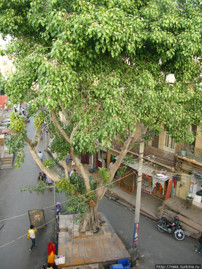Вот, около неё выросло дерево Джайсалмер, Индия