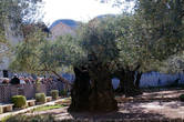 Старейшее оливковое дерево. Гефсиманский сад.