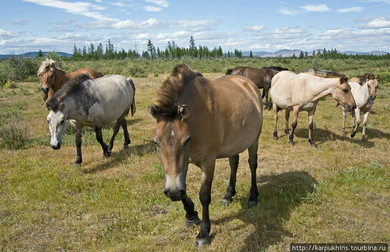 Якутские лошади на свободном выпасе. Открытые полустепные участки в широких долинах и межгорных котловинах называются в Якутии аласами. Это и есть основные пастбища. Саха (Якутия), Россия