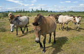 Якутские лошади на свободном выпасе. Открытые полустепные участки в широких долинах и межгорных котловинах называются в Якутии аласами. Это и есть основные пастбища.