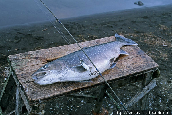 Голец – самая крупная и ценная рыба в Путоранах. Вес некоторых экземпляров может превышать 10 килограмм.