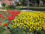 Тюльпаны на центральной площади Аланьи