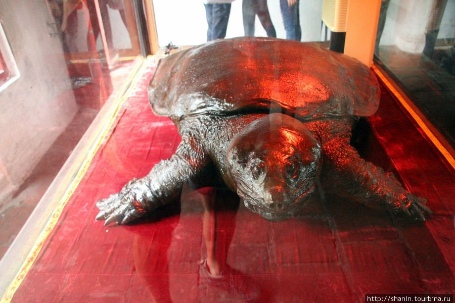 Гигантская черепаха Ханой, Вьетнам