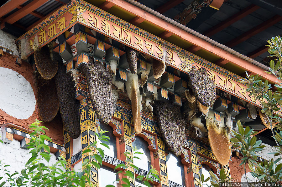 Дикие пчёлы Бутан