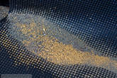 Золото оседает на специальных рифлёных резиновых ковриках. Раз в день происходит съём золота. Для этого приезжает специальная команда.
