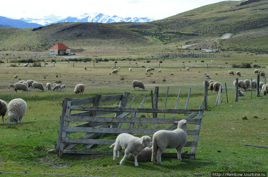 Особо любопытные или молодняк выбегают за ограждения Национальный парк Торрес-дель-Пайне, Чили