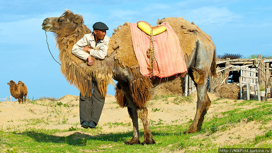 Наблюдая как фотографы снимают  апашку, ловко управляющуюся с упрямыми верблюдами, ее сын повис на шее бактриана, чтобы привлечь к себе внимание. Ему это удалось – и он попал в кадр Атырауская область, Казахстан