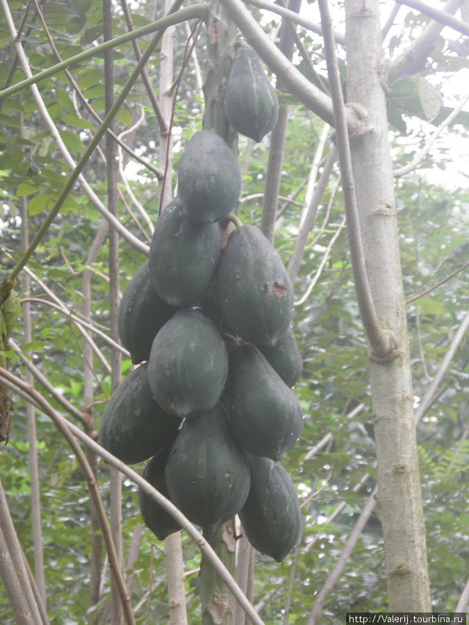 Плоды папайи Южная провинция, Шри-Ланка