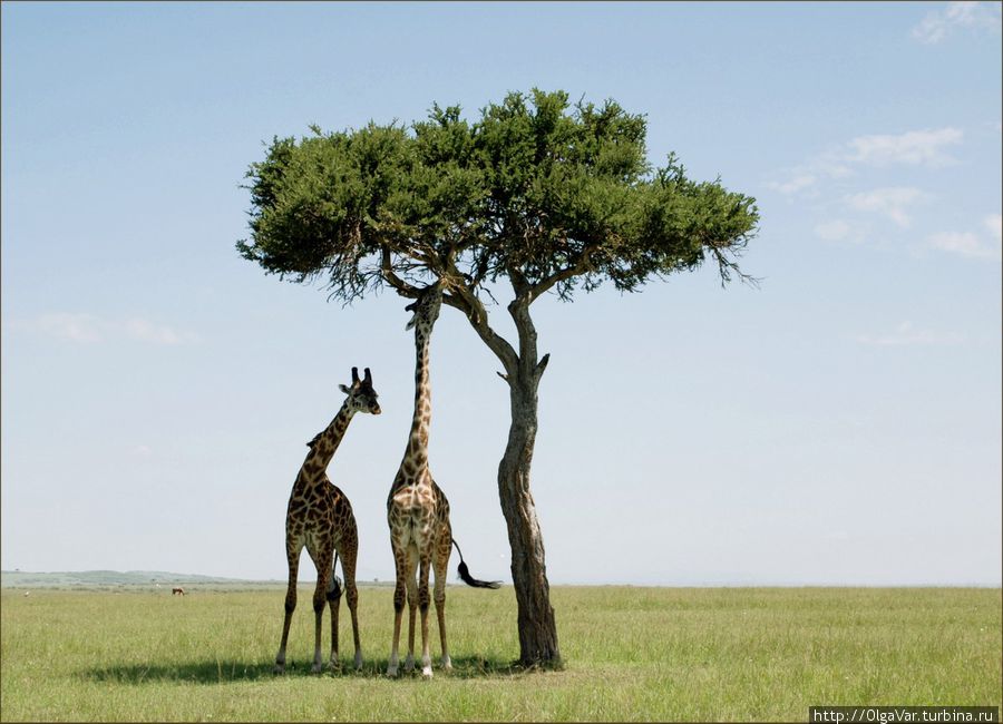 Три тополя.... Масаи-Мара Национальный Парк, Кения