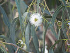 цветок эвкалипта