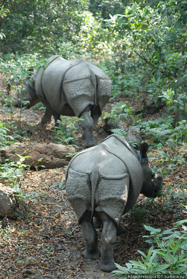 К носорогам в Национальный парк Читван Читван Национальный Парк, Непал