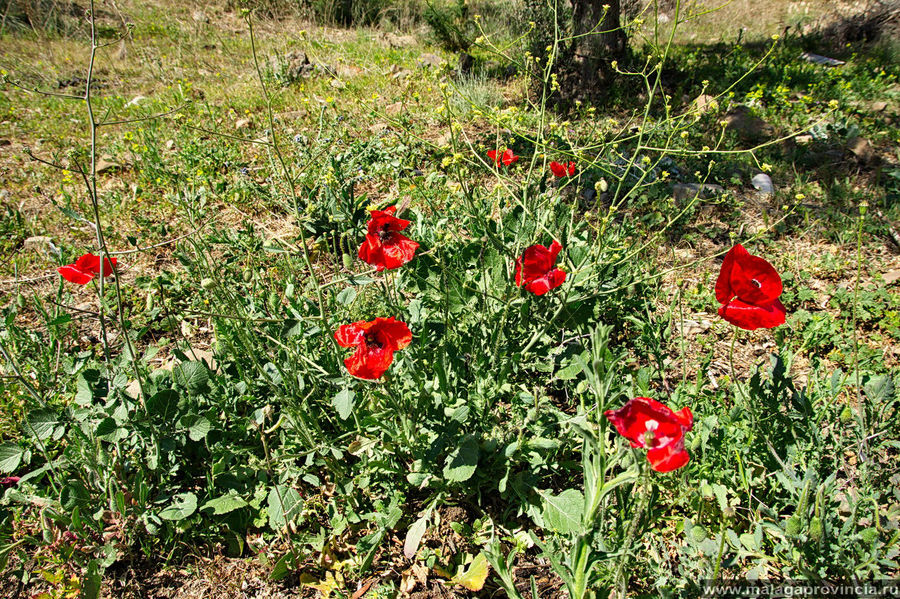 Маковый садик прямо под ней Маковый садик прямо под ней