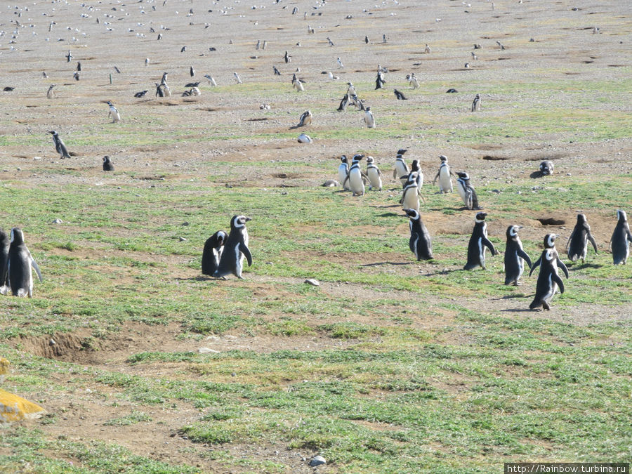 Весь остров просто истыкан пингвиньими норками. Остров Магдалена, Чили