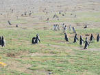 Весь остров просто истыкан пингвиньими норками.