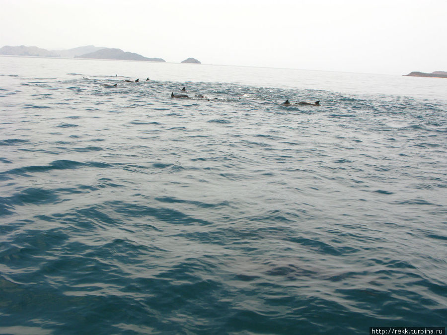 Потом повстречали большое стадо дельфинов. Они очень синхронно и грациозно паслись в кристально чистой воде. Пуэрто-Ла-Крус, Венесуэла