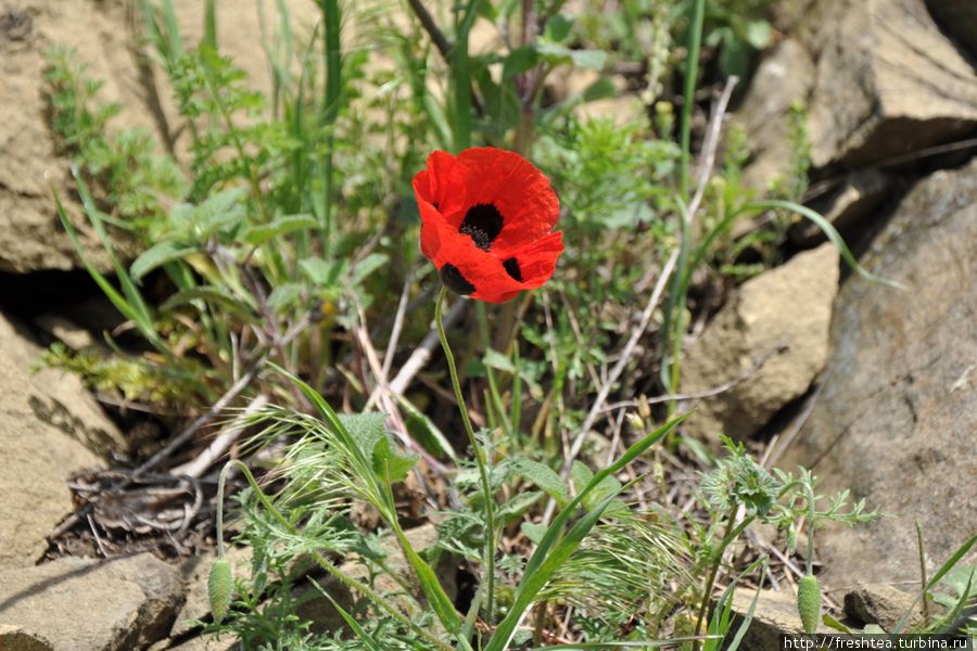 Майские цветы вокруг храма. Мцхета, Грузия Майские цветы вокруг храма. Мцхета, Грузия