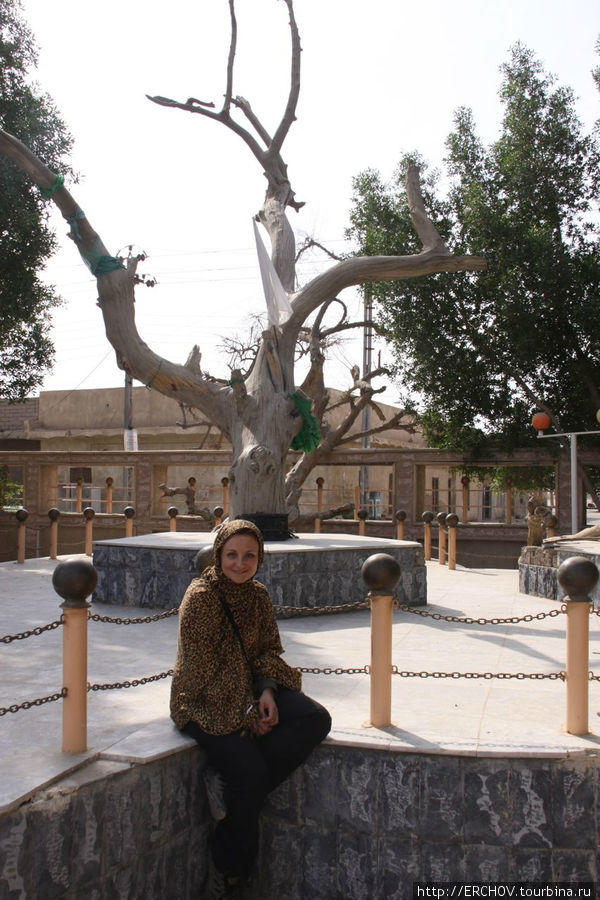 Дерево Адама и Евы Провинция Басра, Ирак