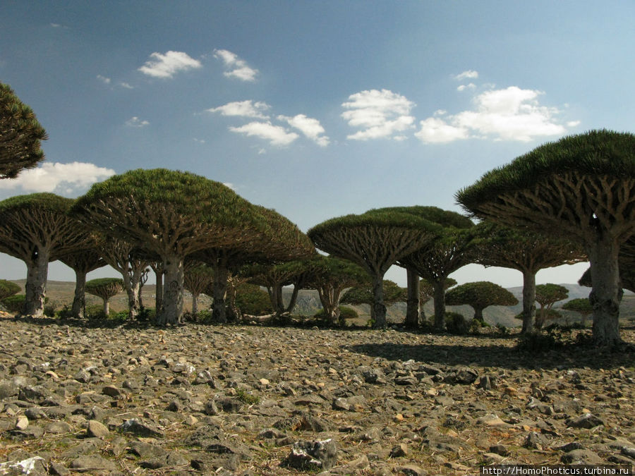 Зонты плато Диксам Остров Сокотра, Йемен