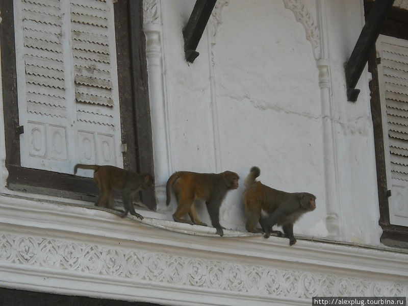 А обезьяны до сих пор злобно завидуют и гадят сверху на благословенный город Катманду.