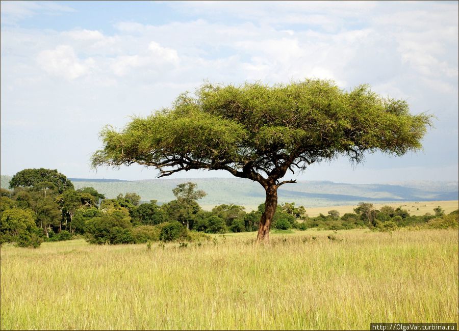Тень в саванне лучше всего искать под такими раскидистыми деревьями. Правда, нужно быть осторожным — рядом буш, а там могут притаиться огромные кошки Масаи-Мара Национальный Парк, Кения