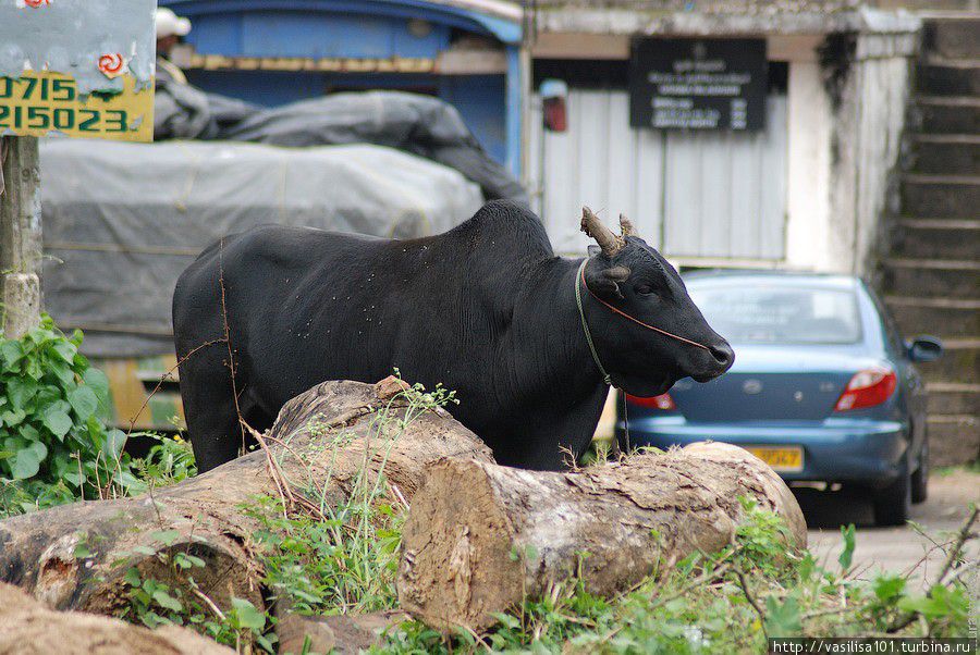 Вокруг озера Канди Канди, Шри-Ланка Вокруг озера Канди Канди, Шри-Ланка