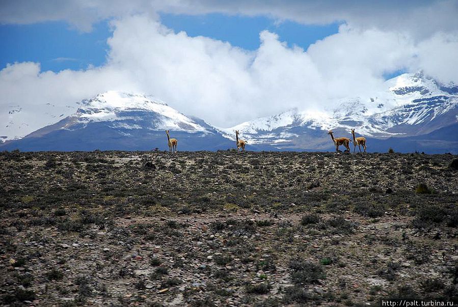 Красавицы викуньи позируют на фоне вулканов Красавицы викуньи позируют на фоне вулканов