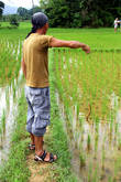 Рыбак на рисовом поле