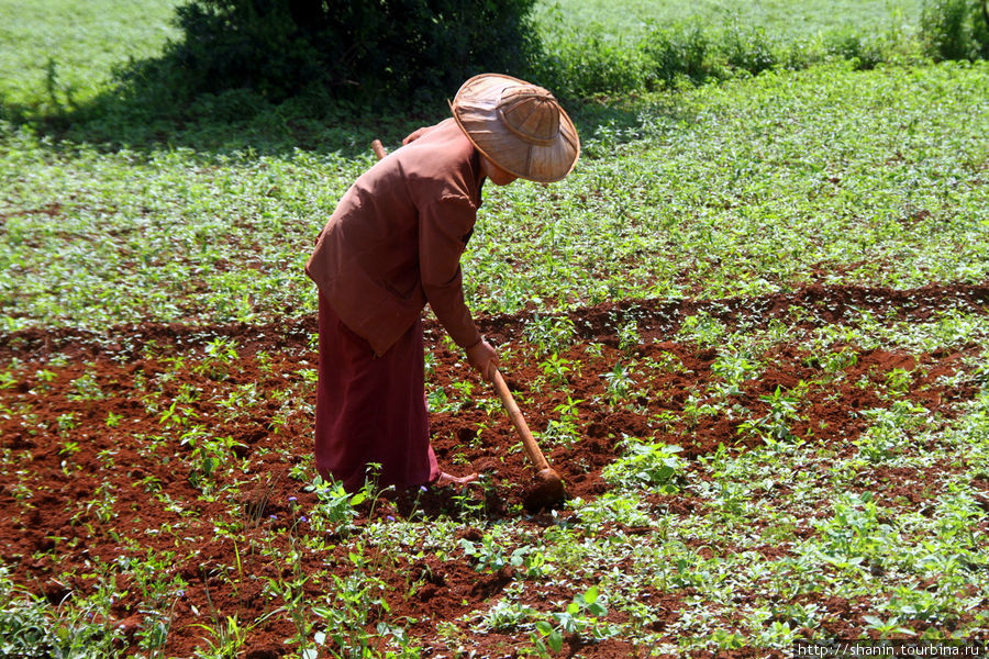 Мотыга — орудие сельского пролетариата Штат Шан, Мьянма