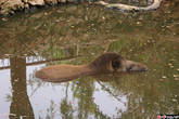 Тапир, полускрытый озерцом