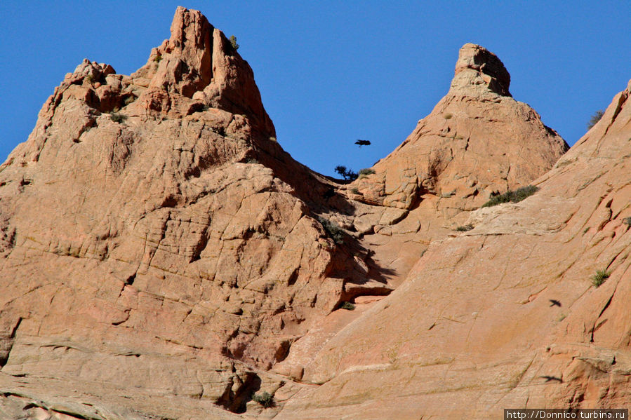 глядя на эту фотографию кажется что это летит муха, но это на самом деле довольно таки крупная ворона Уиндоу-Рок, CША