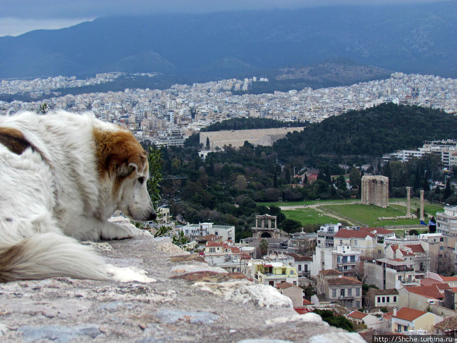 Собака и Храм Зевса Олимпийского Афины, Греция