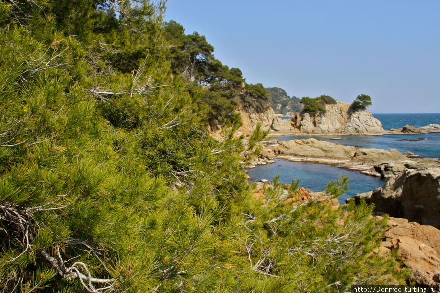 весь берег плотно зарос нежным весенне-зеленым ковром из сосен, которые фактически стелются по берегу Ллорет-де-Мар, Испания
