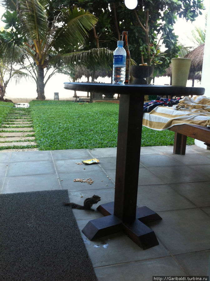 Бурундучок-воришка. Доха, Катар Бурундучок-воришка. Доха, Катар