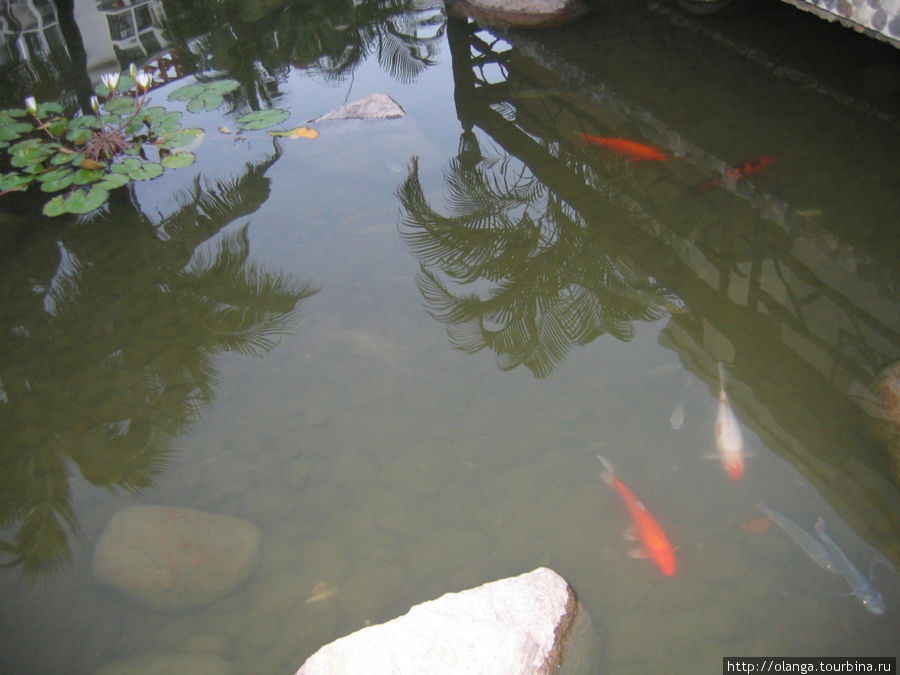 Во всех прудах на территории отеля плавали золотые рыбки. Санья, Китай