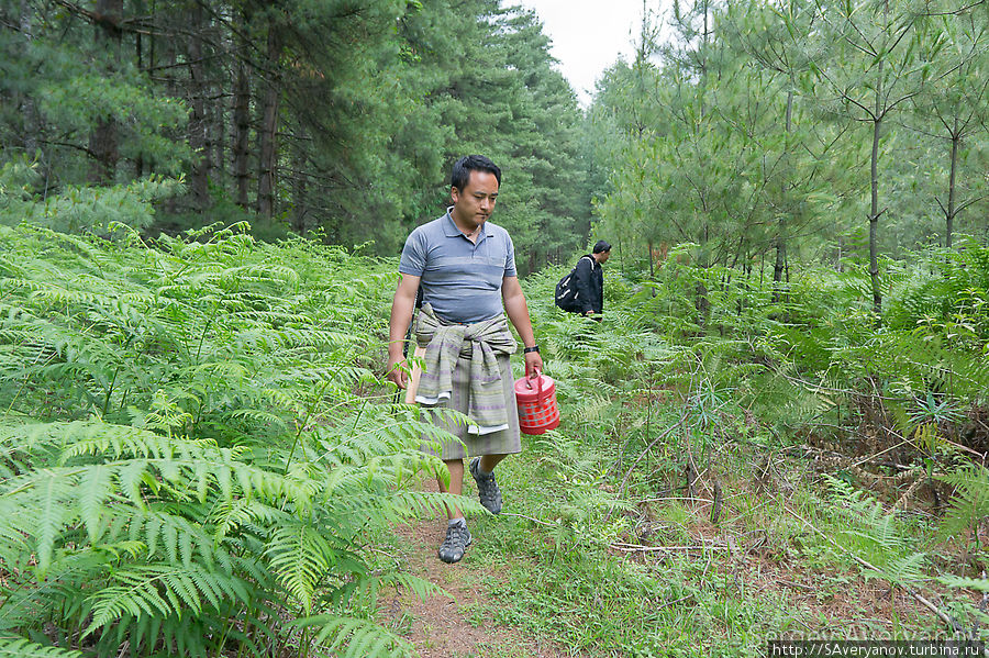 Путь через лес Бутан