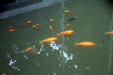 Священные рыбы в пруду у пагоды Чуа Мот Кот