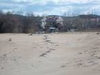 пески черноморские обыкновенные