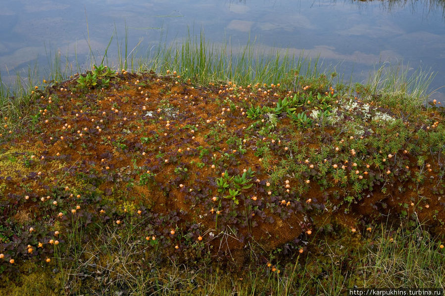 А рядом небольшое болотце с кочками, на которых растёт морошка. Магаданская область, Россия