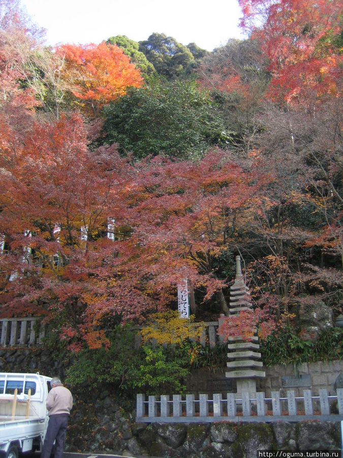Момидзи, но листва уже пожухла Инуяма, Япония