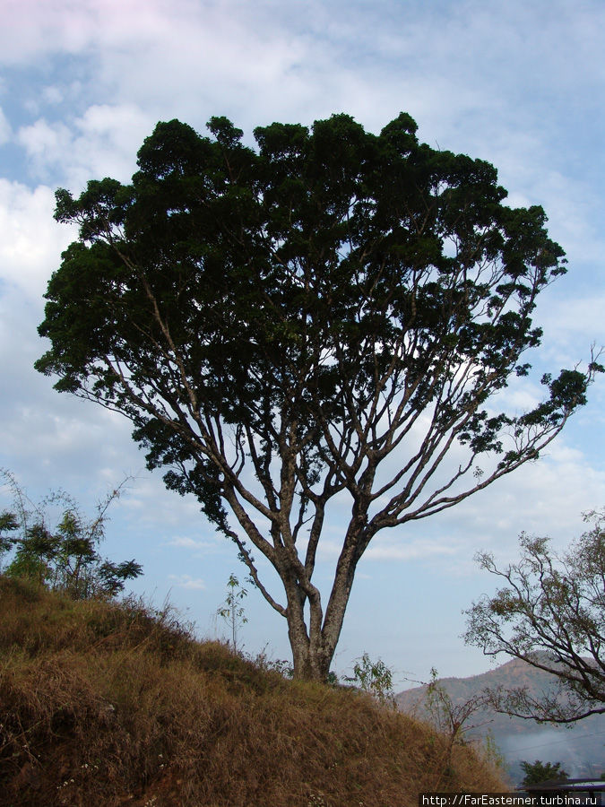 Характерное дерево для этой местности Тансен, Непал