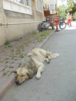 сонные собаки, как и везде в Стамбуле, на острове тоже