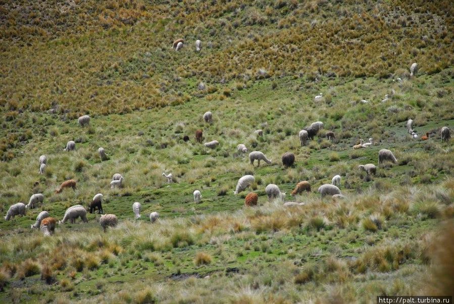 И еще....Невозможно от них оторвать взгляд И еще....Невозможно от них оторвать взгляд
