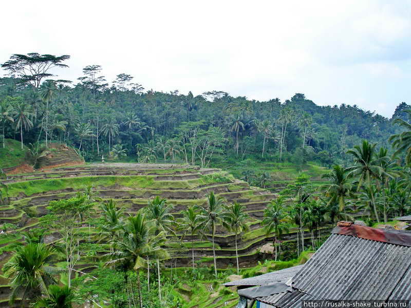 Рисовые террасы Бангли, Индонезия