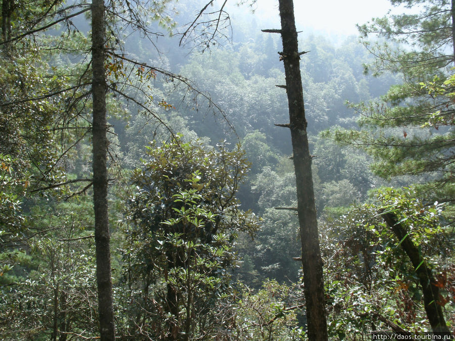 В лесу где красные панды. От Дунче  до Sing Gompa. Дунче, Непал